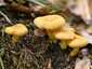 Sárga rókagomba (Cantharellus cibarius), Zemplén